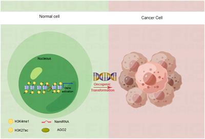 Frontiers Enhancing Anti Tumor Immune Responses Through Combination